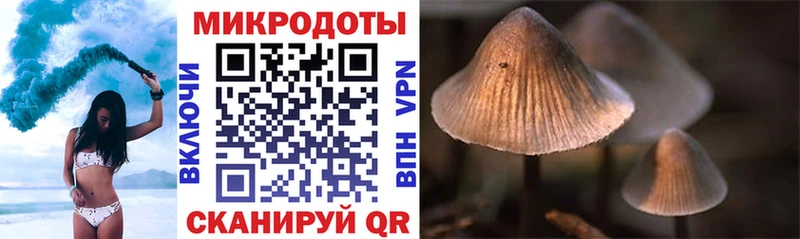 где продают наркотики  кракен сайт  Псилоцибиновые грибы Psilocybe  Беломорск 